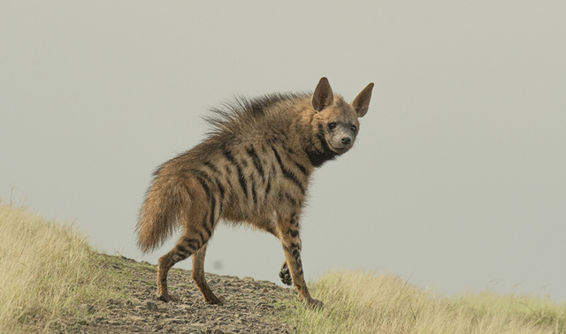 Hyena bergaris. Foto: Wikimedia Commons