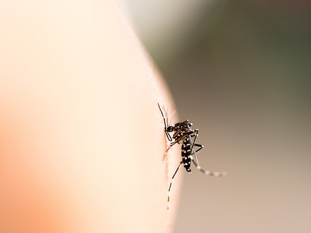 Meskipun di rumah aja, yuk, jangan kasih kendor dan tingkatkan perlindungan diri dari nyamuk demam berdarah! Foto: Shutterstock.