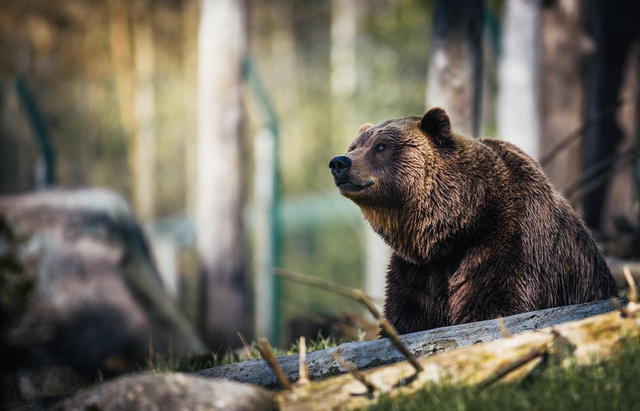 Beruang Madu merupakan salah satu hewan langka yang harus dilindungi.