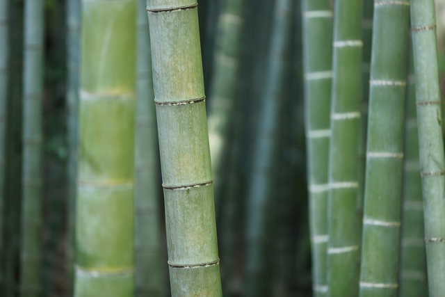 Cara Bambu Menyesuaikan Diri Dengan Lingkungan Kumparan Com