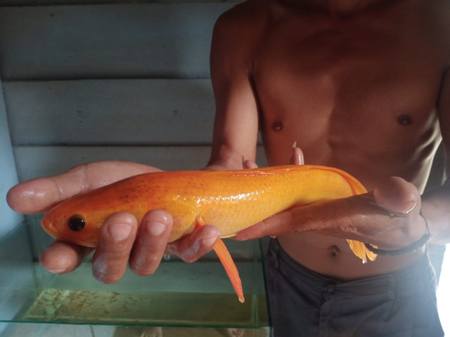 Ikan gabus berwarna emas yang ditemukan warga di Kabupaten Muba. (foto: dok. Urban Id)