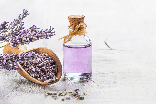 Manfaat lavender oil untuk perawatan kulit perempuan. Foto: Shutterstock