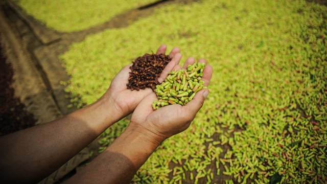 Petani mengeringkan cengkih yang telah dipanen. Foto: ANTARA FOTO/Raisan Al Farisi