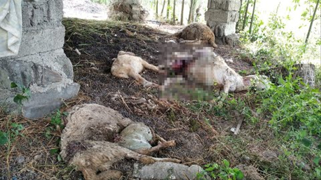 Lima ekor kambing milik seorang warga Desa Kedungsari, Kecamatan Tegaldlimo, Banyuwangi, mendadak mati secara misterius. Foto: Istimewa