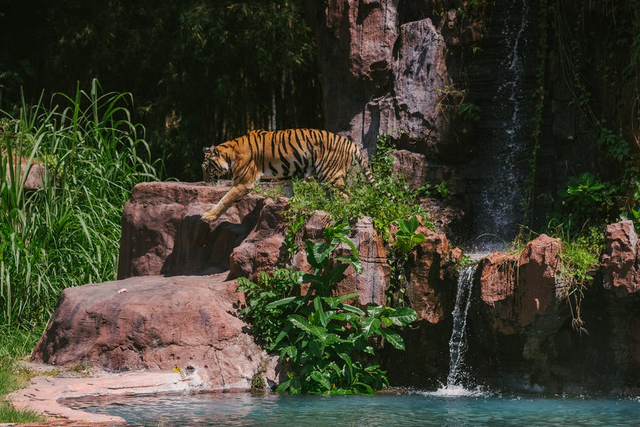 Hewan merupakan makhluk hidup yang membutuhkan tempat tinggal atau habitat dalam melangsungkan kehidupannya. Sumber: Pexels.com