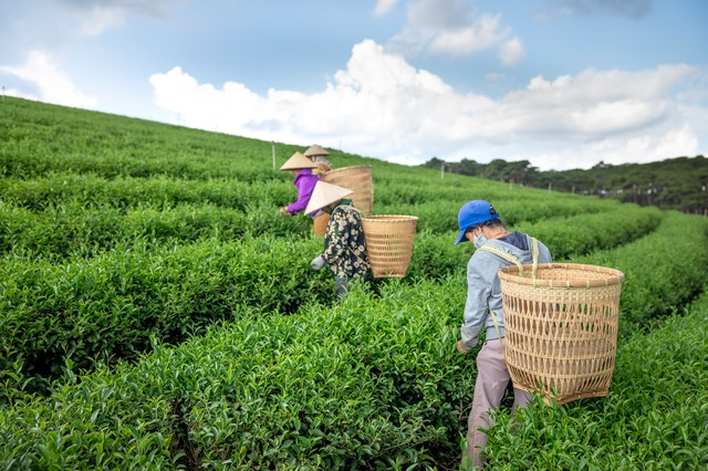 Pemetik teh merupakan salah satu contoh pekerjaan yang terlibat dalam proses pembuatan teh. Sumber: Pexels.com