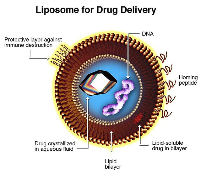 Bunyi Tak Terdengar Tapi Menyembuhkan: Ultrasonografi untuk Drug Delivery System (1)