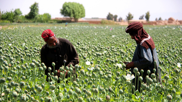 Petani memanen getah opium dari ladang opium di distrik Gereshk, provinsi Helmand, Afghanistan, pada 13 April 2019.  Foto: NOOR MOHAMMAD / AFP