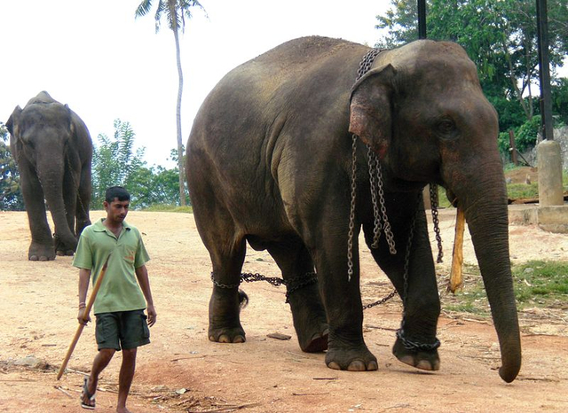 Ilustrasi Gajah Sri Lanka Foto: Wikimedia Commons