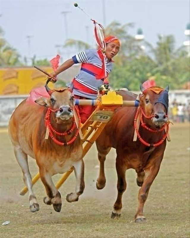 Ilustrasi Karapan sapi dari Madura