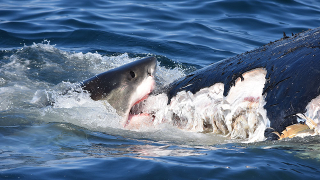 Gerombolan hiu putih makan bangkai paus bungkuk di lepas laut Boston, AS. Foto: Tammy Silva/NOAA