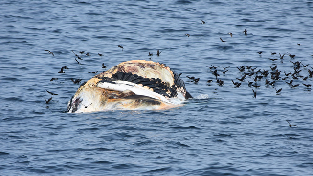 Tak hanya dimakan hiu, bangkai paus bungkuk di lepas pantai Boston juga dikerubungi oleh burung laut. Foto: Tammy Silva/NOAA