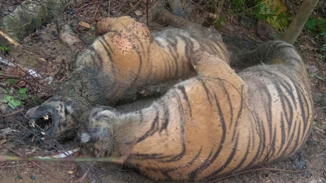 Foto: Tiga Ekor Harimau Sumatera Ditemukan Mati dengan Jeratan di Kaki (1)