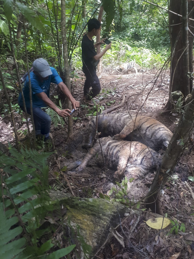 Petugas mengambil foto bangkai harimau Sumatera yang ditemukan mati di kawasan hutan Gampong Ibuboeh, Kecamatan Meukek, Aceh Selatan, Aceh, Rabu (25/8/2021). Foto: Hasan/ANTARA FOTO