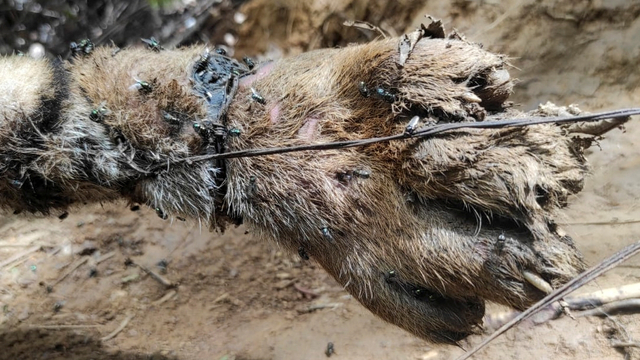 Foto: Tiga Ekor Harimau Sumatera Ditemukan Mati dengan Jeratan di Kaki (2)