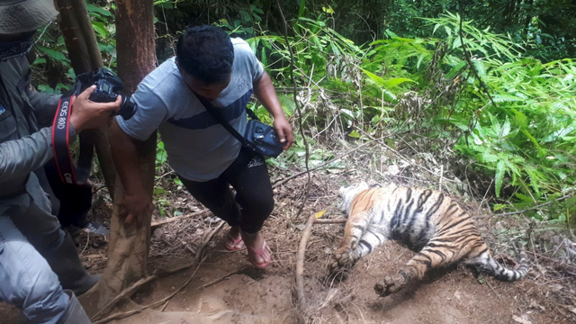 Foto: Tiga Ekor Harimau Sumatera Ditemukan Mati dengan Jeratan di Kaki (3)