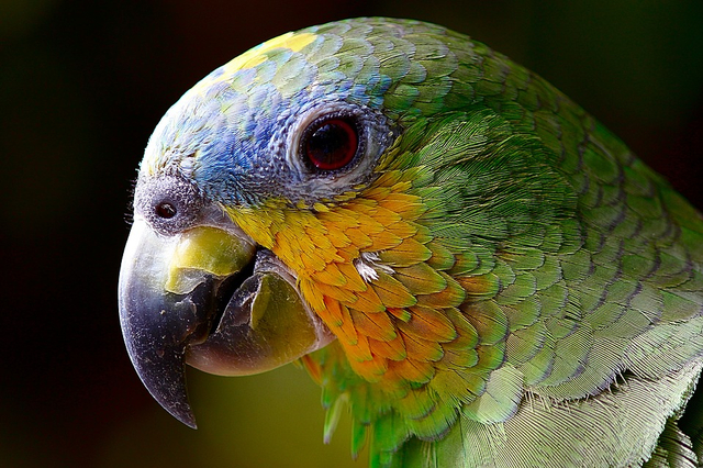 Sistem Peredaran Darah pada Burung: Jantung hingga Paru-Paru (70777)