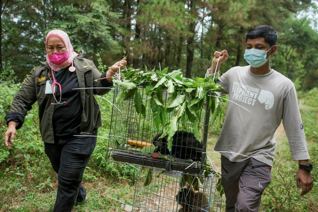 Petugas membawa kandang yang berisi satwa dilindungi sebelum dilepasliarkan di kawasan hutan taman wisata alam Jantho, Aceh Besar, Aceh, Kamis (26/8).  Foto: Khalis/ANTARA FOTO