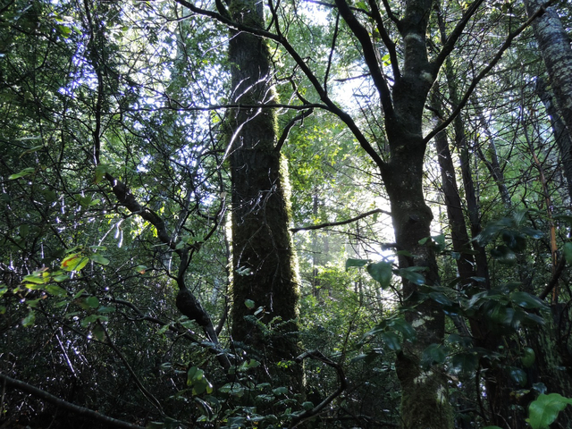 Ilustrasi hutan lebat, dok: pixabay