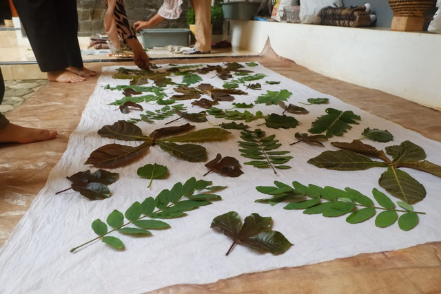 Intip Proses Lahirnya Kain Cantik dari Daun Asli di Kahut Sigerbori Lampung (6)