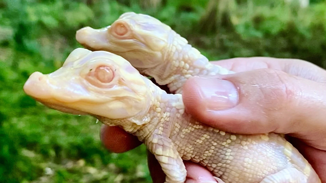 Dua bayi aligator albino lahir di kebun binatang Wild Florida, Amerika Serikat. Foto: Dok. Wild Florida