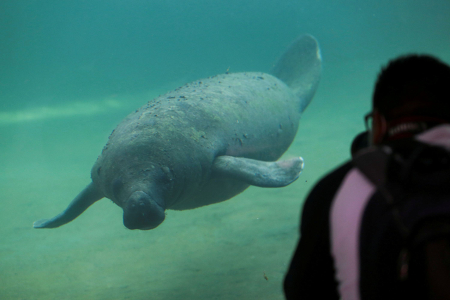 Pengunjung melihat manatee di akuarium Kebun Binatang Guadalajara di Guadalajara, Meksiko. Foto: Fernando Carranza/REUTERS