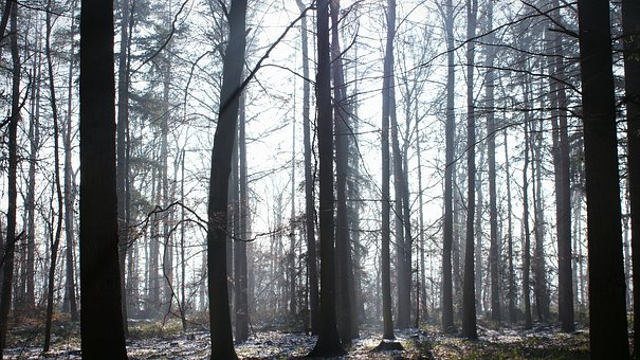 Ilustrasi hutan angker, dok: pixabay