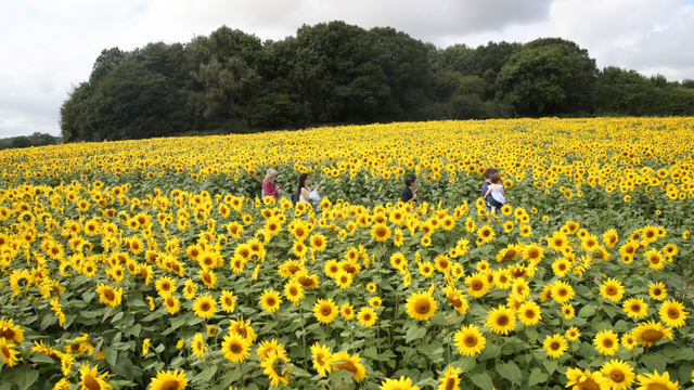 Orang-orang berjalan di antara bunga matahari di The Pop Up Farm di Flamstead , St Albans, Inggris, 29 Agustus 2021. Foto: Peter Cziborra/Reuters