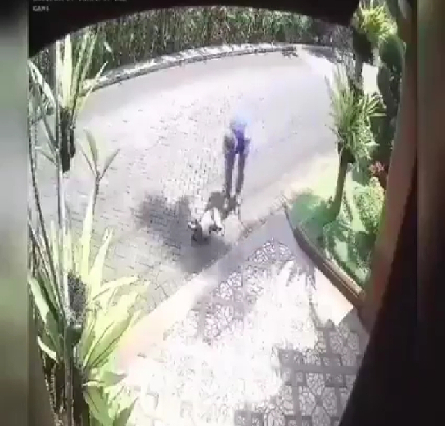 Tangkapan layar video penembakan anjing. Foto: Istimewa