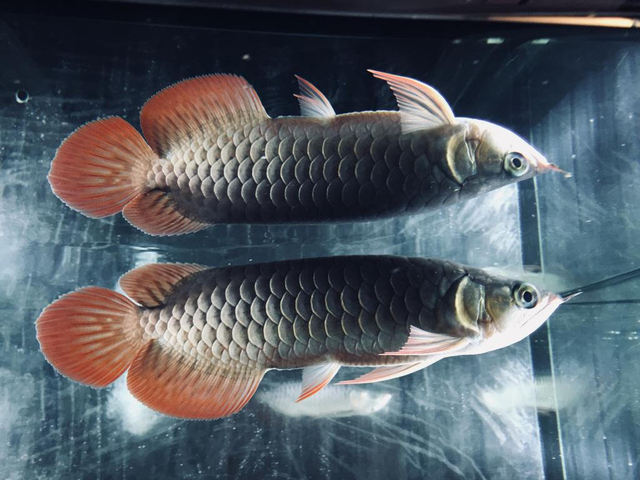 Ikan Hias Asian Arwana (sumber foto : koleksi pribadi)