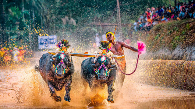 Karapan sapi merupakan perlombaan yang kini juga dikenal sebagai festival atau pesta rakyat. Sumber: kumparan | AFP