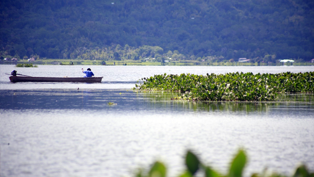 Danau TOndano di Kabupaten Minahasa, Sulawesi Utara, yang mulai dipenuhi eceng gondok