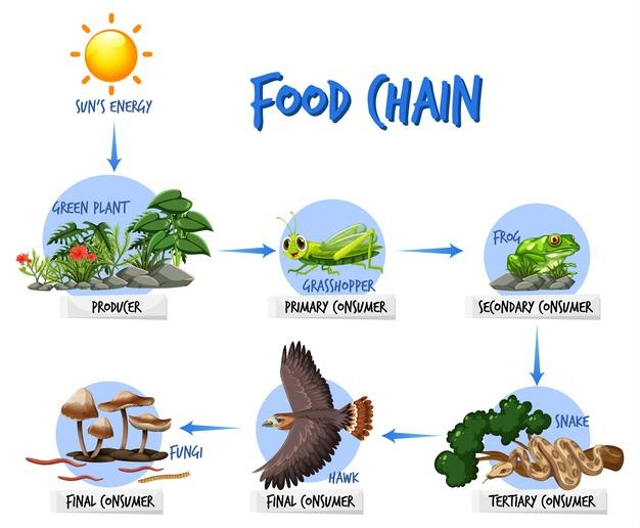 Memahami Peran Pengurai dalam Rantai Makanan (32189)