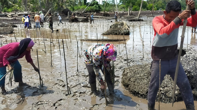 WARGA Desa Pambang Pesisir, Bantan, Bengkalis, Riau, saat menanam pohon mangrove jenis Bakau, tahun 2020 silam. 