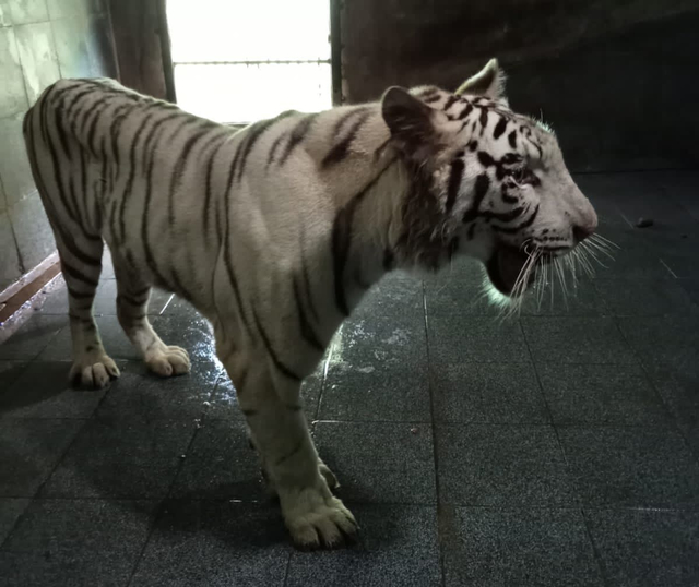 Harimau putih bernama Tora, yang kini tinggal di Sinka Zoo Singkawang. Foto: Dok Hi!Pontianak