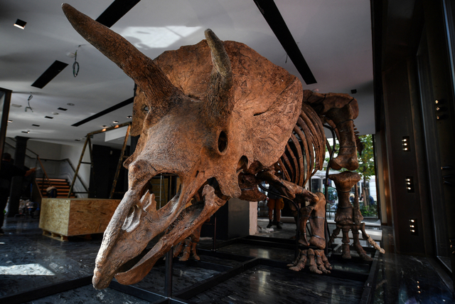 Triceratops yang dipajang menjelang penjualan lelangnya di rumah lelang Drouot, di Paris, Prancis, Selasa (31/8). Foto: Christophe Archambault/AFP