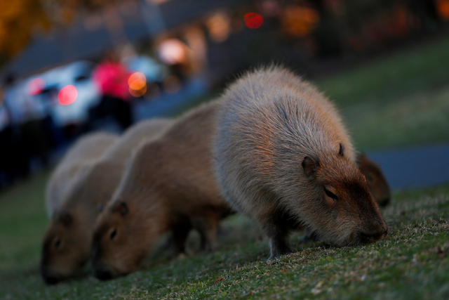 Sejumlah Kapibara memakan rumput di lahan perumahan Nodelta, Tigre, Buenos Aires, Argentina. Foto: Agustin Marcarian/REUTERS