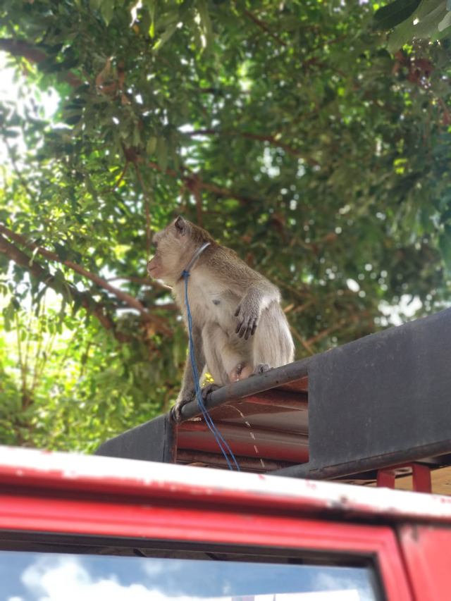 Monyet lepas saat penggeledahan kantor BPBD Jember. Foto: Dok. Istimewa