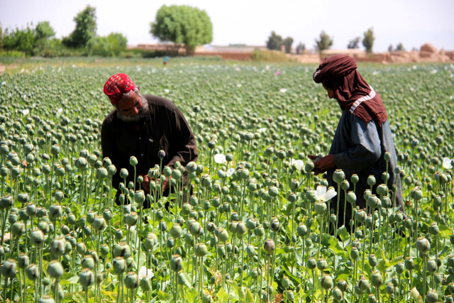 Petani memanen getah opium di distrik Gereshk, provinsi Helmand, Afghanistan, pada 13 April 2019. Foto: NOOR MOHAMMAD / AFP