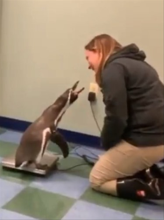 Viral momen menggemaskan penguin antre saat hendak ditimbang oleh petugas kebun binatang. (Foto: Twitter/@buitengebieden_)