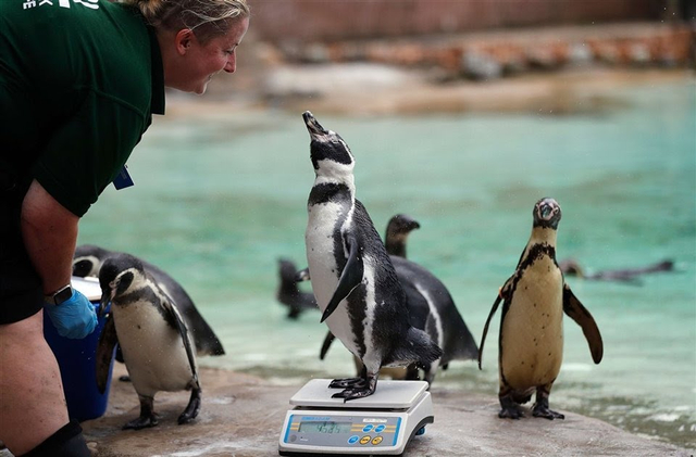 Viral momen menggemaskan penguin antre saat hendak ditimbang oleh petugas kebun binatang. (Foto: Twitter/@@zabala7256)
