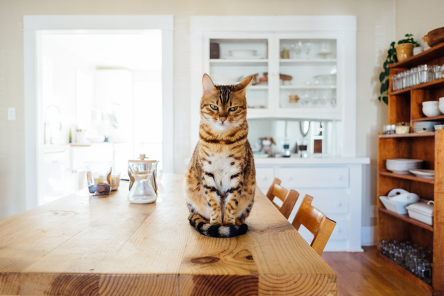 Memahami Hukum Memelihara Kucing dalam Islam Beserta 