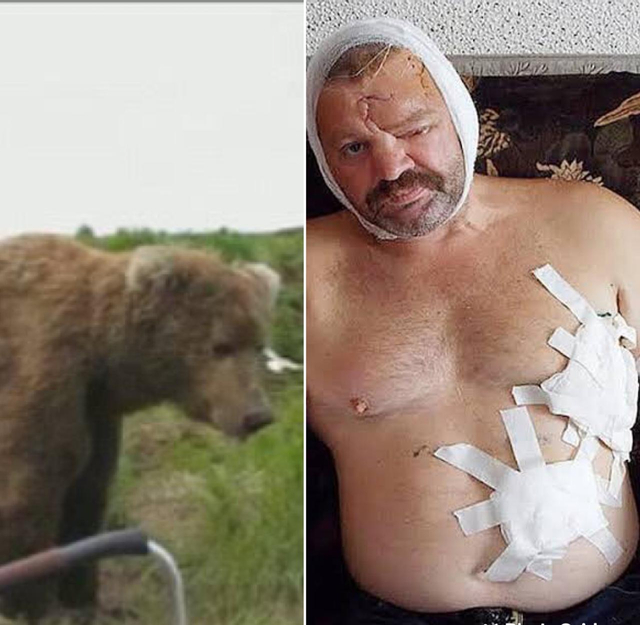 Igor Vorozhbitsyn selamat dari serangan beruang setelah ringtone lagu Justin Bieber ponselnya berdering. Foto: istimewa. 