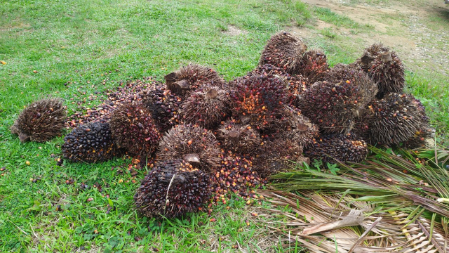Kelapa sawit milik perusahaan di Nanga Taman yang dicuri. Foto: Dok. Polres Sekadau
