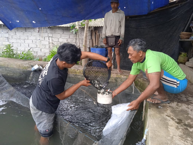 Pembenihan ikan di Subak Baru, Desa Baru, Kecamatan Marga, Tabanan, Bali - IST