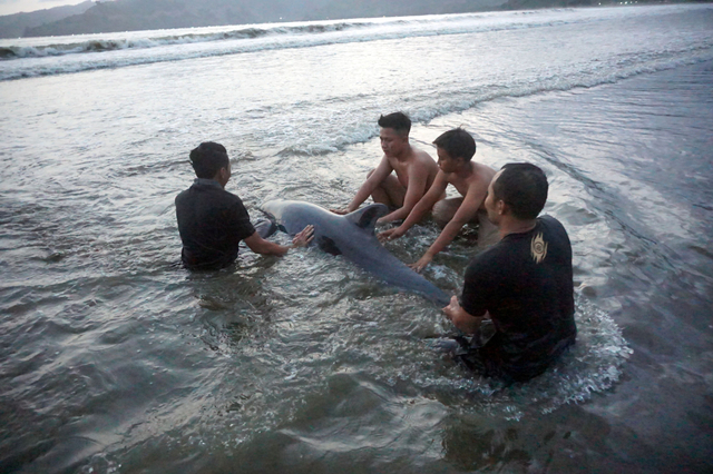 Relawan berupaya menyelamatkan lumba-lumba Elektra atau paus kepala melon (Peponocephala electra) yang terdampar di Pantai Sidem, Tulungagung, Jawa Timur, Minggu (5/9/2021). Foto: Destyan Sujarwoko/Antara Foto