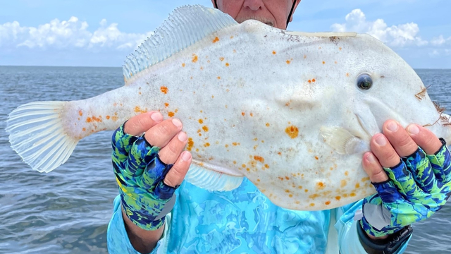 Ikan filefish oranye (Aluterus schoepfii) yang jadi viral di Facebook karena mirip roti kebab. Foto: Florida Fish and Wildlife Conservation Commission via Facebook