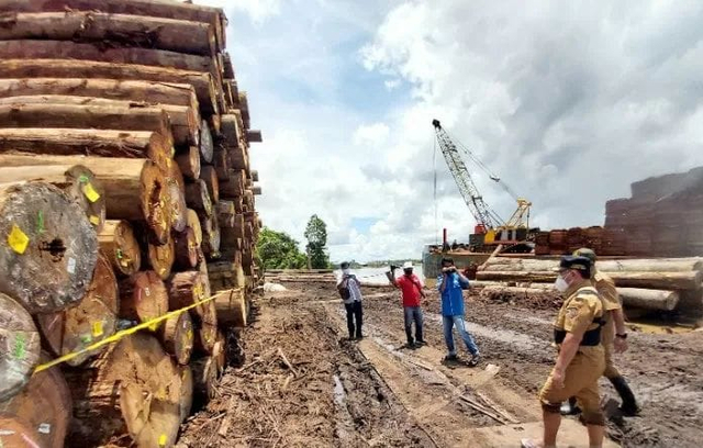 Gubernur Kalteng Sugianto Sabran saat meninjau ribuan kayu log yang diduga ilegal di Pahandut Seberang, Kota Palangka Raya. (FOTO: Antara)