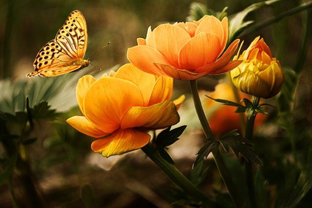 Perbedaan Tahapan Daur Hidup Kadal dan Kupu-kupu, Foto: Pixabay 
