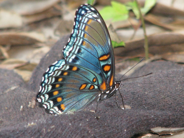 Kupu-kupu merupakan hewan yang mengalami siklus hidup metamorfosis sempurna.